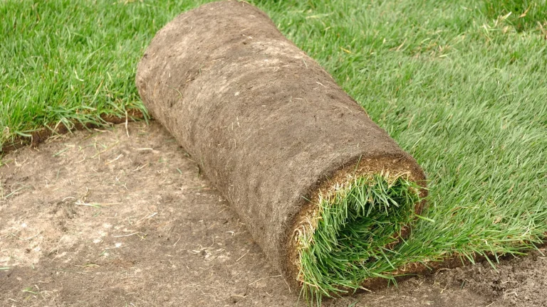 Top Sod Installers in Dallas, Texas | Turf Green Pro