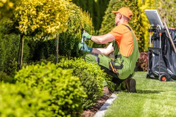 Yard Maintenance Services for Healthy Lawn | Turf Green Pro