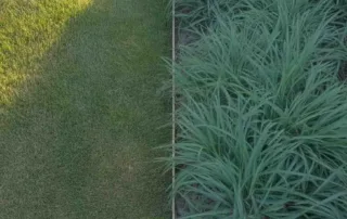 Bermuda Grass VS St Augustine Grass comparison showing fine Bermuda turf next to thick St Augustine grass blades in a Texas lawn