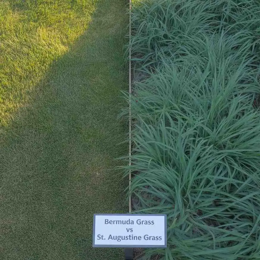Bermuda Grass VS St Augustine Grass comparison showing fine Bermuda turf next to thick St Augustine grass blades in a Texas lawn