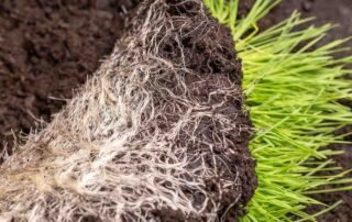 How to Improve Grass Roots for a Healthier Lawn