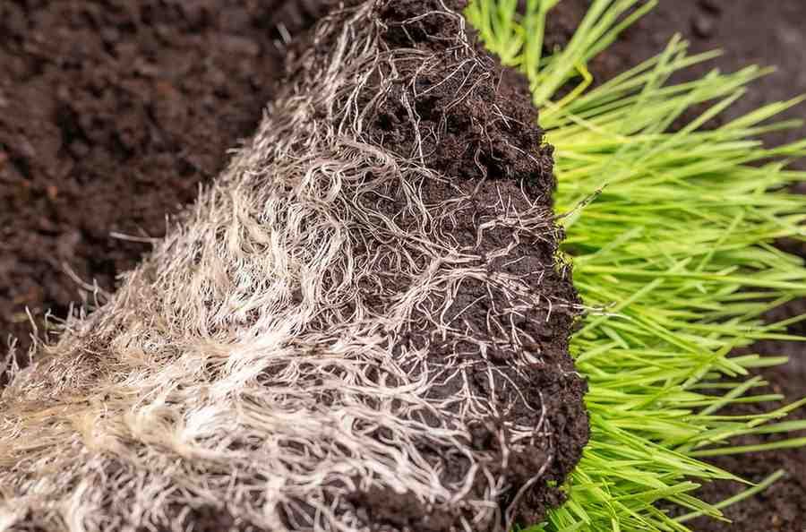 How to Improve Grass Roots for a Healthier Lawn