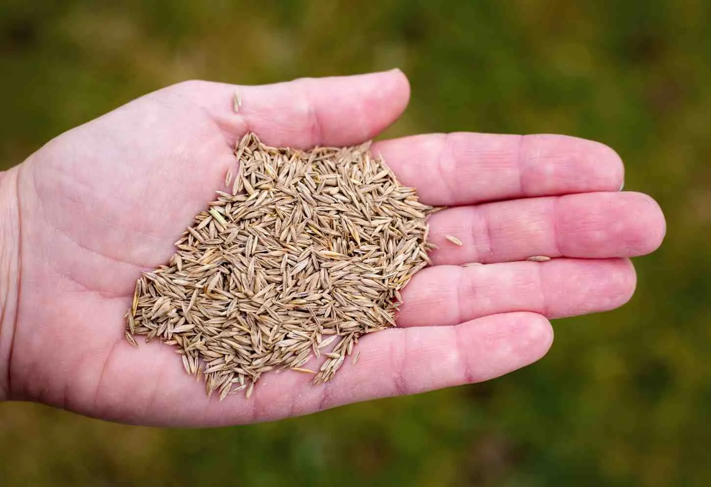 Fast Growing Grass Seed in hand showing quick germinating grass seed variety for lawn establishment