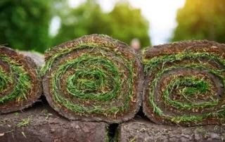 Close-up of freshly cut sod rolls stacked outdoors, showing the spiral layers of soil and grass, illustrating How Big Is a Roll of Sod.