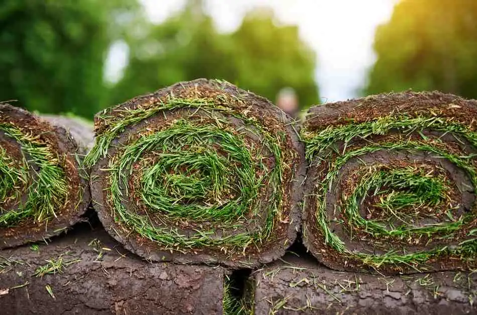 Close-up of freshly cut sod rolls stacked outdoors, showing the spiral layers of soil and grass, illustrating How Big Is a Roll of Sod.