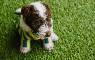 How to Install Artificial Grass for Dogs – puppy sitting on pet-friendly artificial turf lawn
