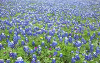 Texas Native Plants bluebonnet wildflowers blooming field in Texas landscape