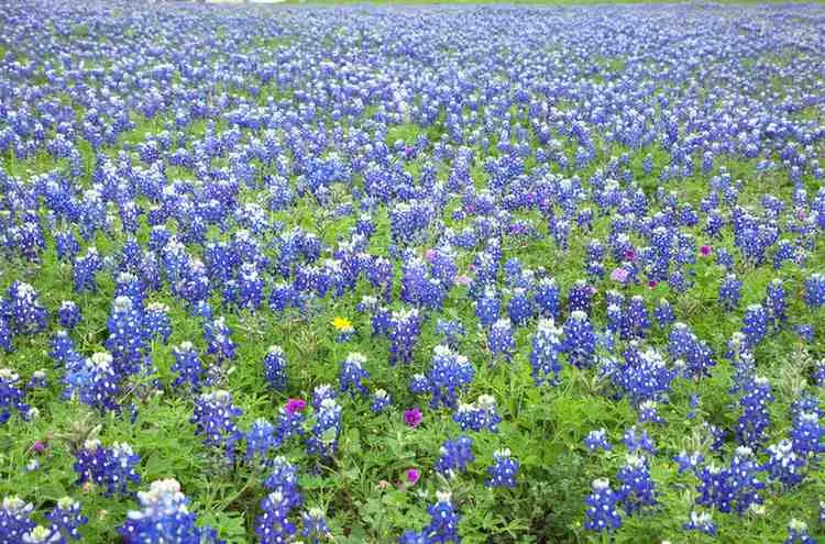 Texas Native Plants bluebonnet wildflowers blooming field in Texas landscape